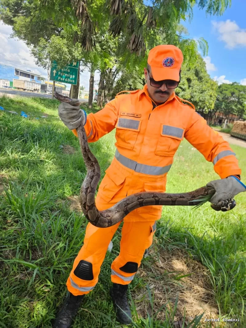 Bombeiros realizam salvamento de jiboia na BR-354, em Arcos