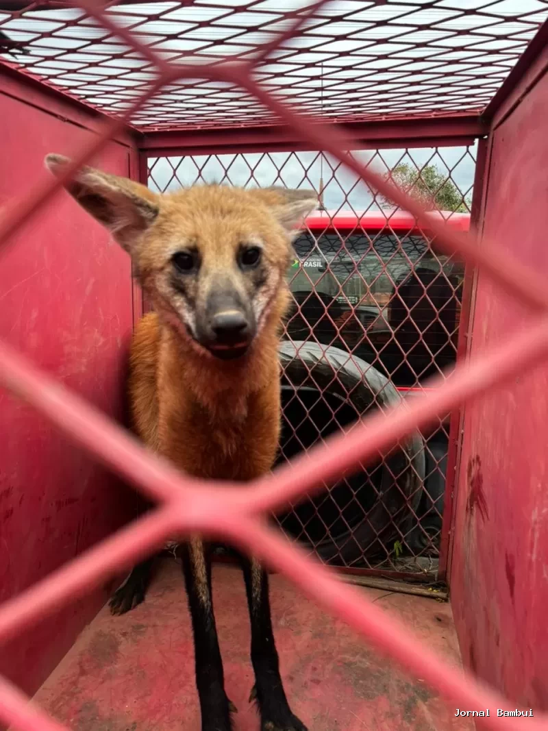 Lobo-guará é resgatado pelo Corpo de Bombeiros em Bambuí